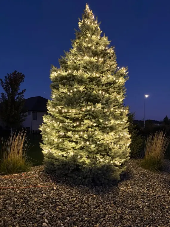 A mature evergreen wrapped trunk to canopy in warm white Christmas lights in Lincoln, NE